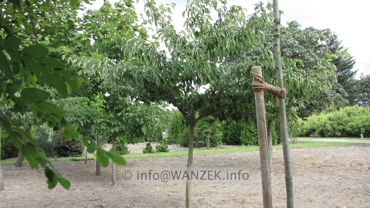 Cornus controversa - Hochstamm 2.JPG